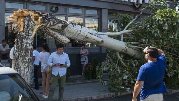 Упавшее из-за сильного ветра дерево, на улице Шопокова в Бишкеке - Sputnik Кыргызстан