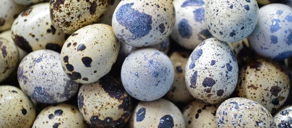 Канатуунун жумурткалары. Архив - Sputnik Кыргызстан