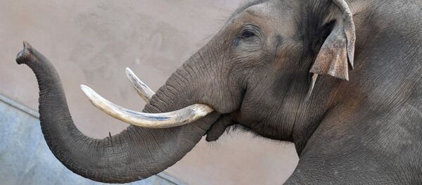 Зоопарктагы пил. Архив - Sputnik Кыргызстан