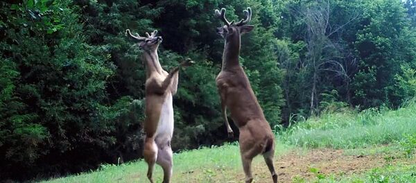 Два оленя дерутся на задних лапах - Sputnik Кыргызстан