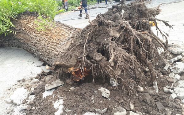 Дерево закрыло половину проезда по Жибек Жолу в восточном направлении - Sputnik Кыргызстан