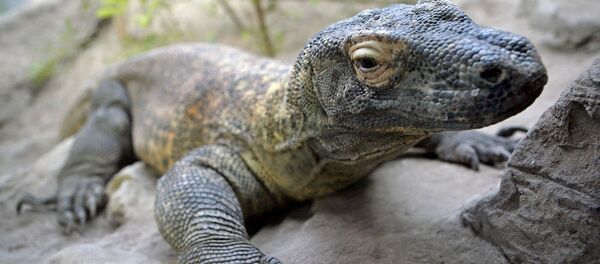 Варан в зоопарке. Архивное фото Варан в зоопарке. Архивное фото - Sputnik Кыргызстан