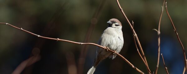 Теплая погода в Москве - Sputnik Кыргызстан