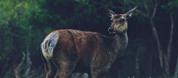 Природа Кыргызстана на снимках Максима Клейтора - Sputnik Кыргызстан