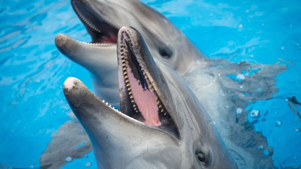 Дельфины. Архивное фото - Sputnik Кыргызстан