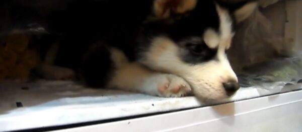 Спутник_Хаски в морозильнике - Sputnik Кыргызстан