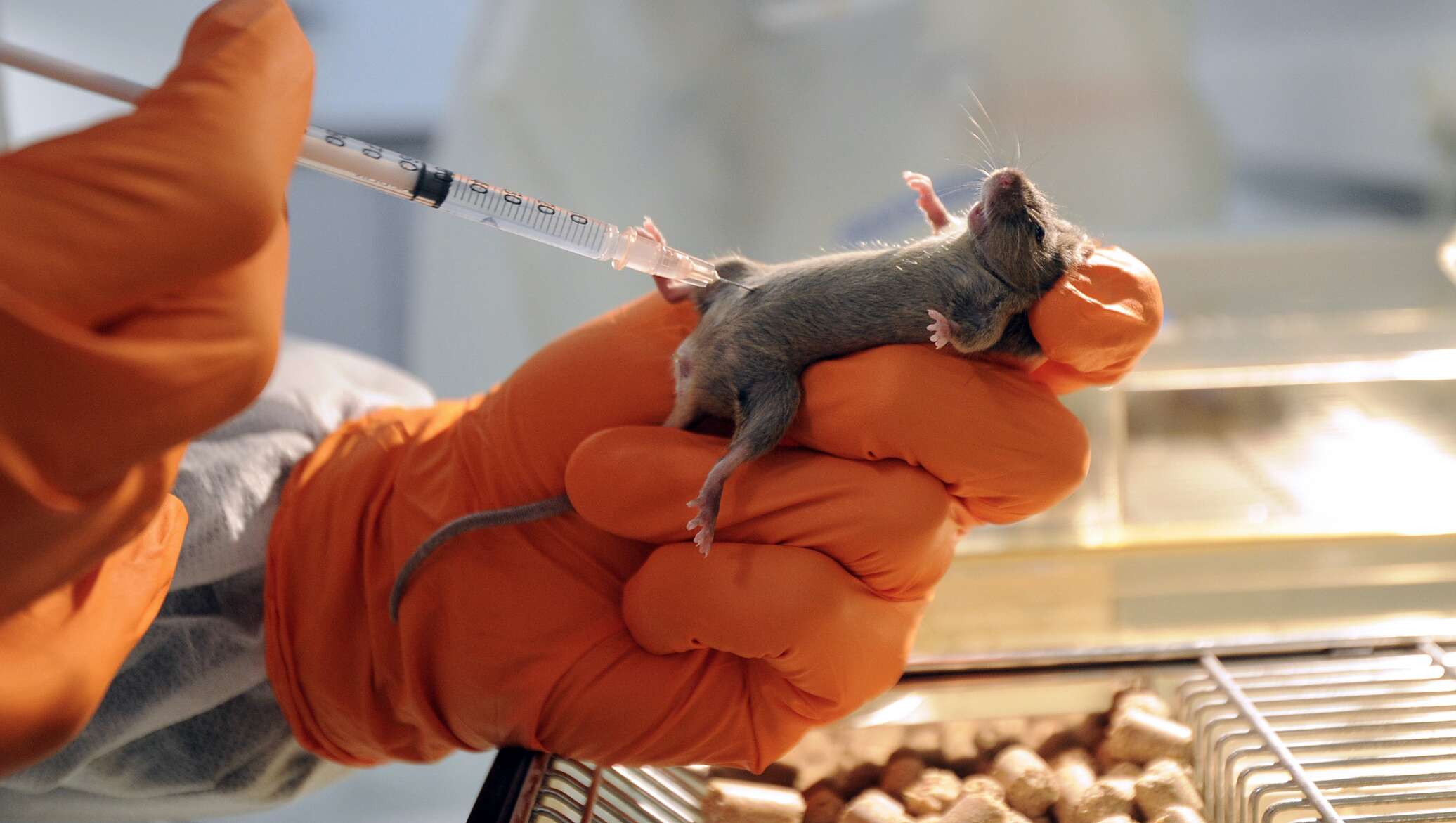 Вакцина мыши. Лабораторные животные. Эксперимент с мышами. Заражение лабораторных животных.