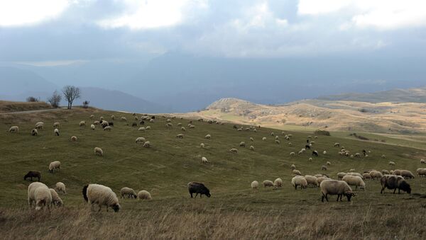 Стадо овец в степи. Архивное фото - Sputnik Кыргызстан