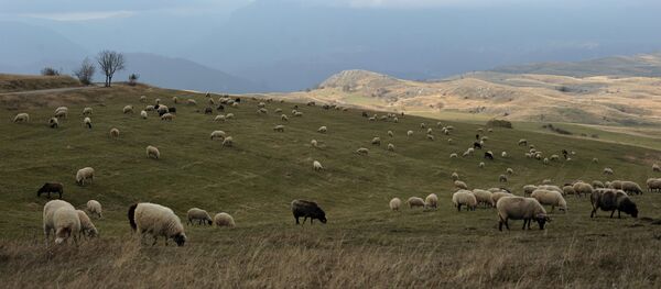 Черногория - Sputnik Кыргызстан