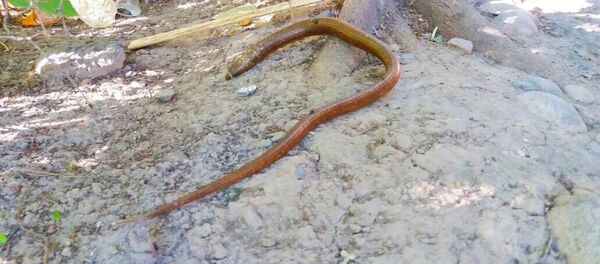 Неизвестный червь в столичном микрорайоне Асанбай - Sputnik Кыргызстан