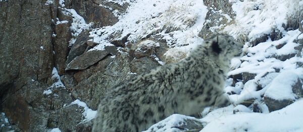 Снежный барс в ущелье Укок Нарынской области Снежный барс в ущелье Укок Нарынской области - Sputnik Кыргызстан