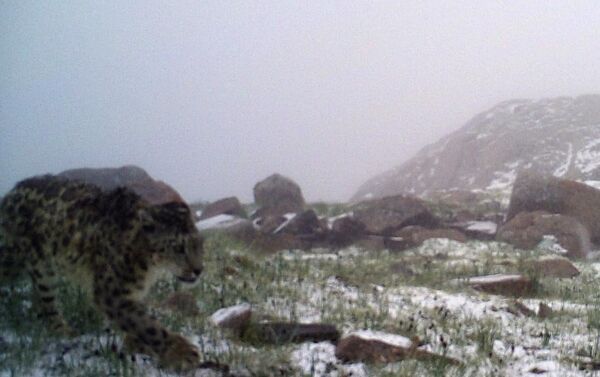 Получены новые фотографии снежного барса в ущелье Укок (западные отроги Тескей-Ала-Тоо) в Нарынской области, сделанные фотоловушками - Sputnik Кыргызстан