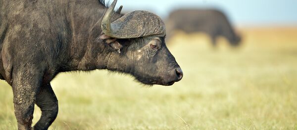 Буйвол. Архив - Sputnik Кыргызстан