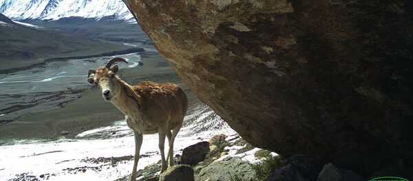 Горный козел. Архив - Sputnik Кыргызстан