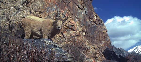Дикие животные природного заповедника Сарычат-Ээрташ - Sputnik Кыргызстан