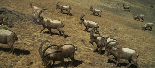 Дикие животные природного заповедника Сарычат-Ээрташ Дикие животные природного заповедника Сарычат-Ээрташ - Sputnik Кыргызстан