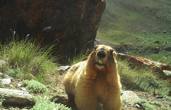 Дикие животные природного заповедника Сарычат-Ээрташ Дикие животные природного заповедника Сарычат-Ээрташ - Sputnik Кыргызстан