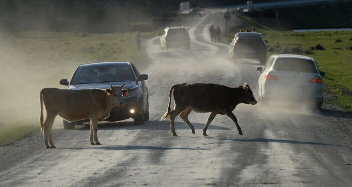 Коровы на дороге. Архивное фото