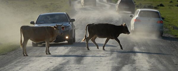 Спортивные соревнования национального праздника Эл Ойын в Республике Алтай - Sputnik Кыргызстан