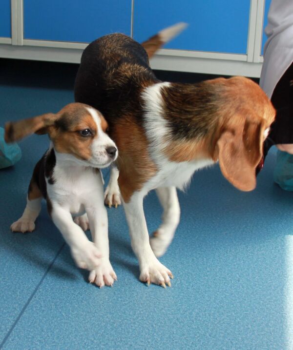 Первая генномодифицированная клонированная собака в Китае - Sputnik Кыргызстан