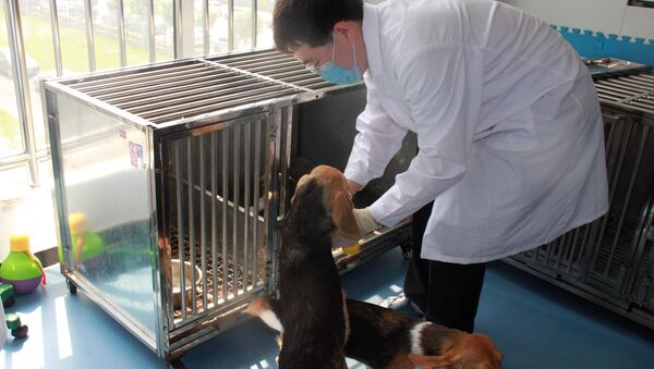 Первая генномодифицированная клонированная собака в Китае - Sputnik Кыргызстан