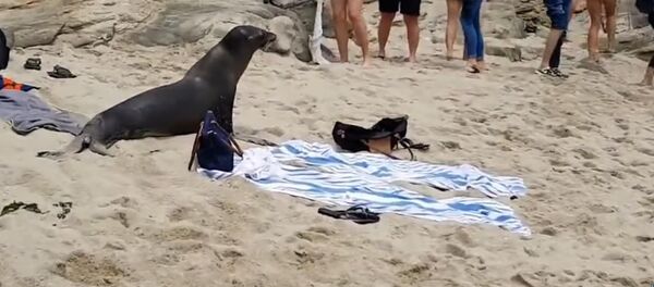 Жырткыч эс алуучуларды көл жээгинен дыргаяктатып кубалаган видео тарады Жырткыч эс алуучуларды көл жээгинен дыргаяктатып кубалаган видео тарады - Sputnik Кыргызстан