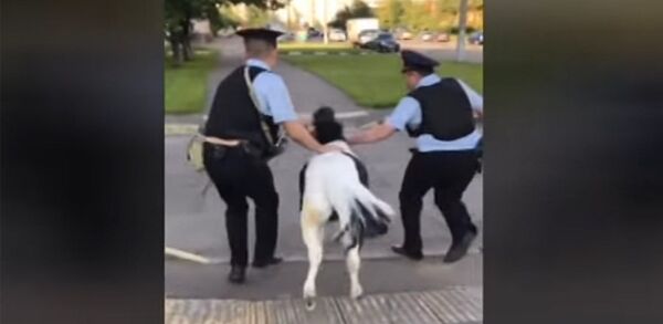 Пони сбежал из зоопарка и разгуливал по Москве - Sputnik Кыргызстан