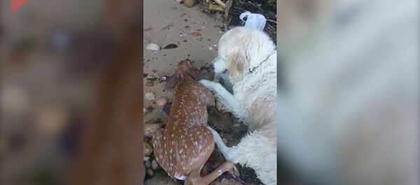 Жүрөктү жылыткан көрүнүш. Сууга чөгүп бара жаткан чаарчыкты ит куткарып калды - Sputnik Кыргызстан