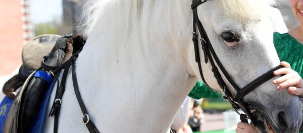 Жылкы. Архив - Sputnik Кыргызстан