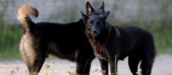 Собаки. Архивное фото - Sputnik Кыргызстан