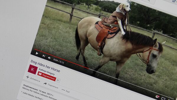 Лабрадор катается на лошади. Фото со страницы YouTube канала Kathryn Gregory - Sputnik Кыргызстан