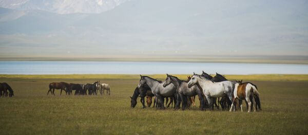 Лето в Нарыне: полеты над Сон-Кулем, экстрим на реке и охота с соколом Лето в Нарыне: полеты над Сон-Кулем, экстрим на реке и охота с соколом - Sputnik Кыргызстан