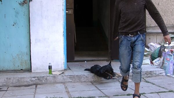 Вонь, 14 собак и злые соседи — видеорепортаж из квартиры бишкекчанки - Sputnik Кыргызстан