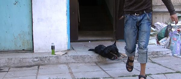 Кемпирдин 7 жыл бою батирде баккан жолбун иттери чыгарылды. Үрөй учурган кадрлар Кемпирдин 7 жыл бою батирде баккан жолбун иттери чыгарылды. Үрөй учурган кадрлар - Sputnik Кыргызстан