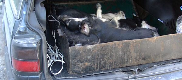 Собаки 75-летней женщины, живущей на восьмом этаже улиц Ибраимова и Токтогула Собаки 75-летней женщины, живущей на восьмом этаже улиц Ибраимова и Токтогула - Sputnik Кыргызстан