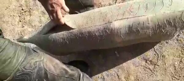 Көк бөрү федерациясы: оюнда тартылган муляж 10 мүнөттө айрылып калды - Sputnik Кыргызстан