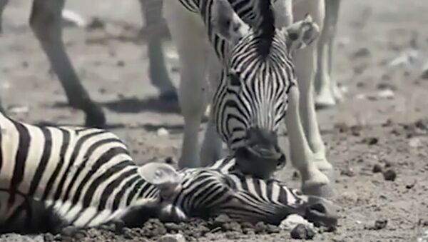 Душераздирающе! Самец зебры пытается разбудить подругу, умершую при родах - Sputnik Кыргызстан
