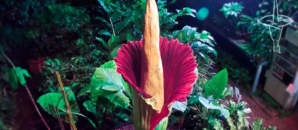 В Европе расцвел самый зловонный цветок в мире — кадры распускания - Sputnik Кыргызстан