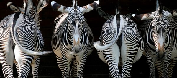 Зоопарктагы зебралар. Архив - Sputnik Кыргызстан