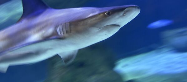 Акула. Архив - Sputnik Кыргызстан