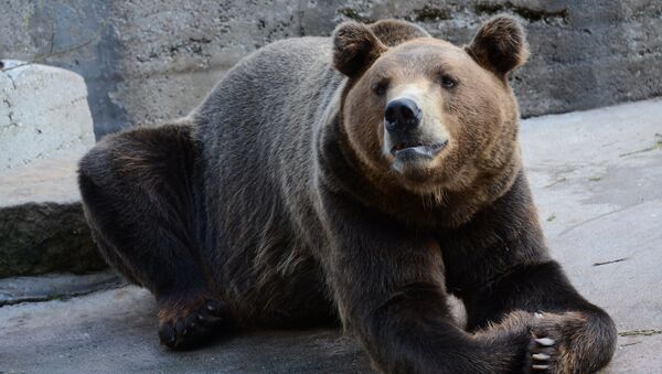 Медведь в зоопарке. Архивное фото - Sputnik Кыргызстан