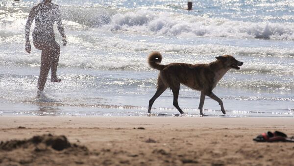 Собака на побережье моря. Архивное фото - Sputnik Кыргызстан