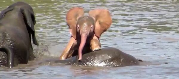 Розовый слоненок - Sputnik Кыргызстан