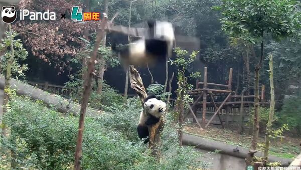 Настоящий пандопад! — видеоподборка забавных падений бамбуковых медведей - Sputnik Кыргызстан
