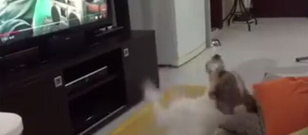 Даже животные полюбили Despacito — собака требует продолжения песни - Sputnik Кыргызстан