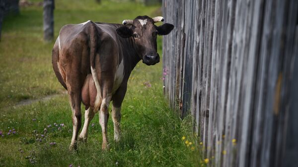 Корова. Архивное фото - Sputnik Кыргызстан