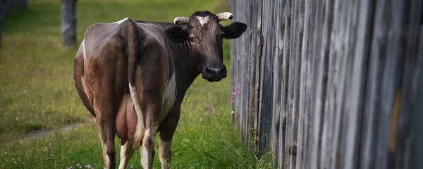 Природа Республики Коми - Sputnik Кыргызстан