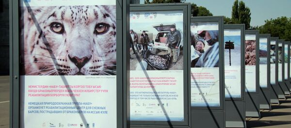 Фотовыставка, посвященная снежным барсам на площади Ала-Тоо Бишкека - Sputnik Кыргызстан