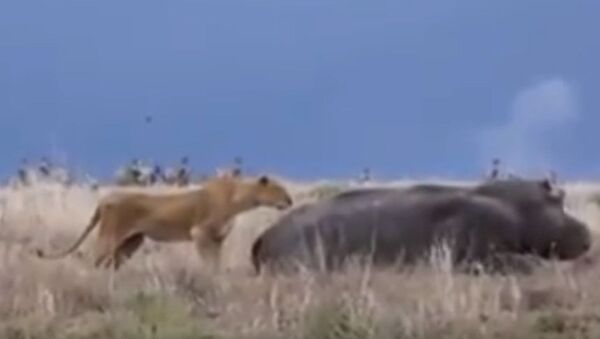 Бегемот чуть не оторвал львице голову — видео с заповедника Кении - Sputnik Кыргызстан