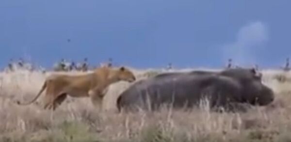 Бегемот арстандын башын аз жерден жулуп ала жаздады. Кенияда тартылган видео - Sputnik Кыргызстан